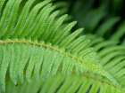 USA-Washington State Western Sword Fern-with water drops Art Print